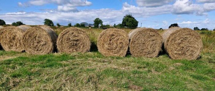 Round bales of rushes