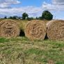 Round bales of rushes Image 2
