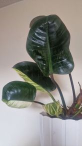 Philodendron