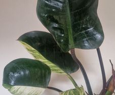 Philodendron