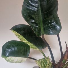 Philodendron