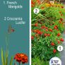 (M) Marigold Carmen seeds 1g (414598) Image 7