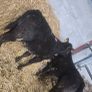 Weanling hefiers Image 7