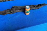 bog oak
