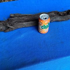 bog oak
