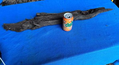 bog oak