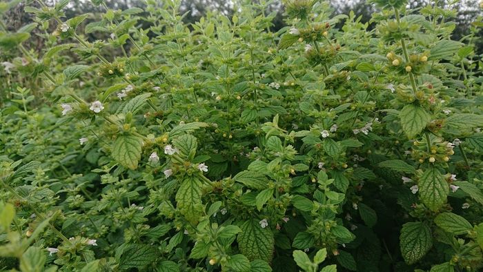 Lemon Balm Plant