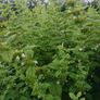 Lemon Balm Plant Image 6