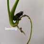 No.6 Monstera Green on Green Image 9