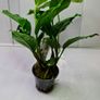 Anubias Selection. Image 4