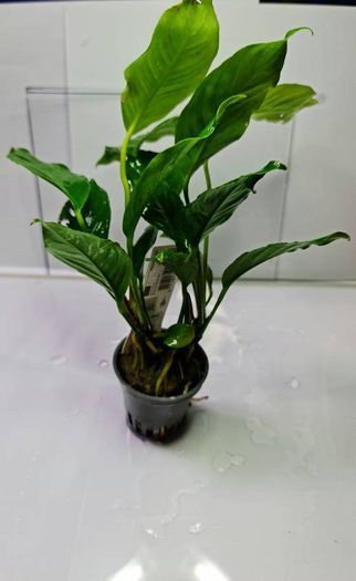 Anubias Selection.