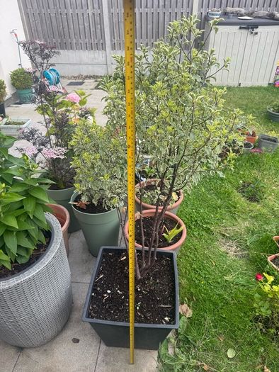 plant
