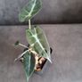 Alocasia Bambino Aurea Variegated - Baby Plant Image 6