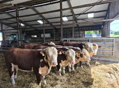 Hereford Bulls