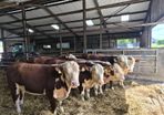 Hereford Bulls