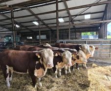 Hereford Bulls