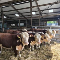 Hereford Bulls