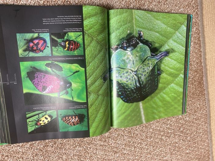 Rainforest book