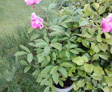 Plant