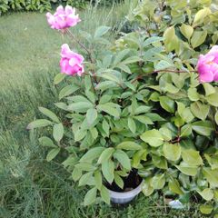 Plant