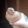 quail Image 2