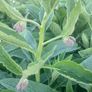 Organic Russian Comfrey #Bocking 14 Image 4