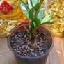 No.10 ZZ plant Variegated Image 3