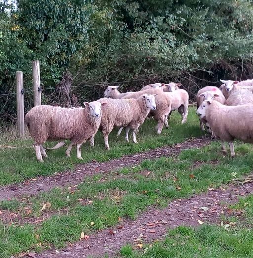 Tefrom - New Zealand Maternal Rams