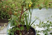St Johns wort plant