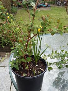 St Johns wort plant