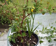 St Johns wort plant