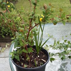 St Johns wort plant