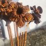 Corten steel Daffodil flower stems Image 2