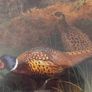 Framed Art Print - Pheasants in Autumn Woodland after Archibald Thorburn Image 3