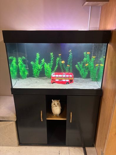120l aquarium with stand