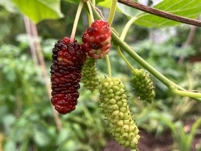 Mulberry Tree