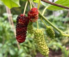 Mulberry Tree