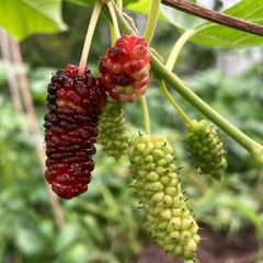 Mulberry Tree