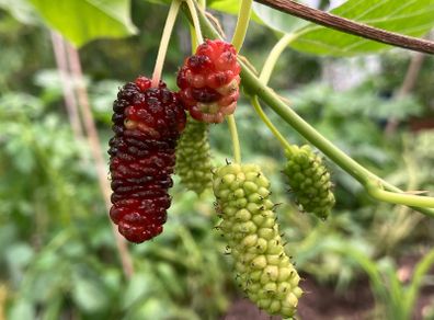 Mulberry Tree