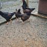 Fertile Hatching Eggs Image 4