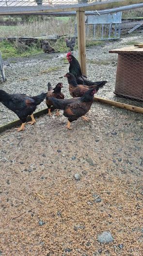 Fertile Hatching Eggs
