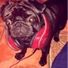 Nadinepug