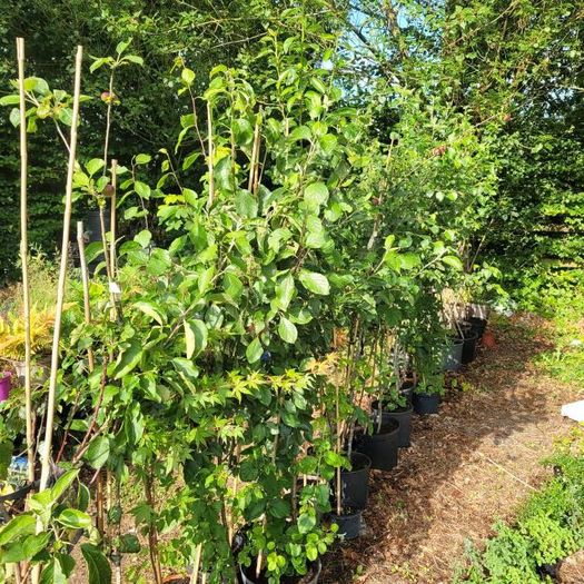10 fruit trees