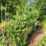 10 fruit trees Image 2