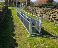 Sheep race