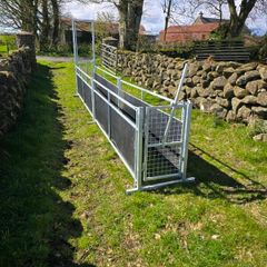Sheep race