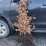 Cherry Laurel Hedging 3.5..4ft just 9.50 euro Image 8