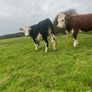 Heifers Image 7
