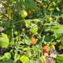 Herbs, Fruit Bushes Image 2