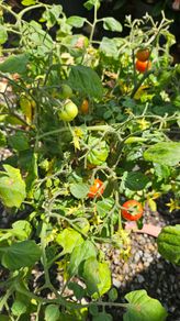 Herbs, Fruit Bushes, Tomato Plants